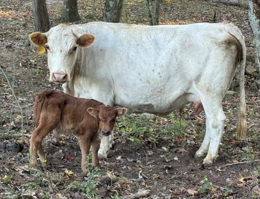 miniature jersey cross heifer bottle calves